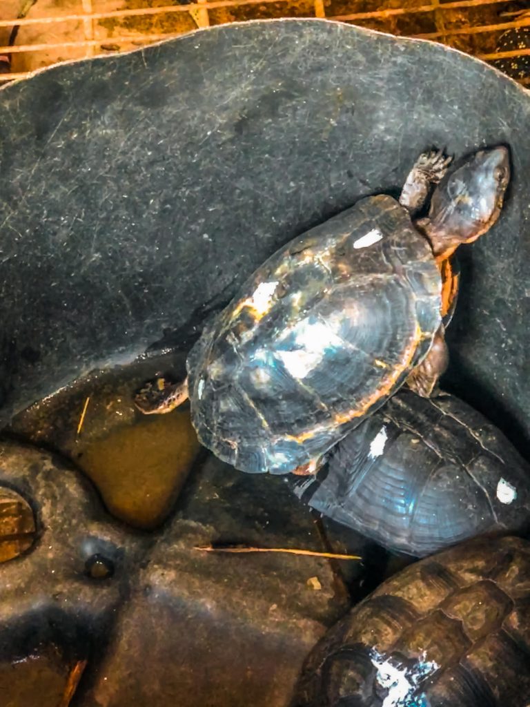Epe Fish Market, Turtles for sale