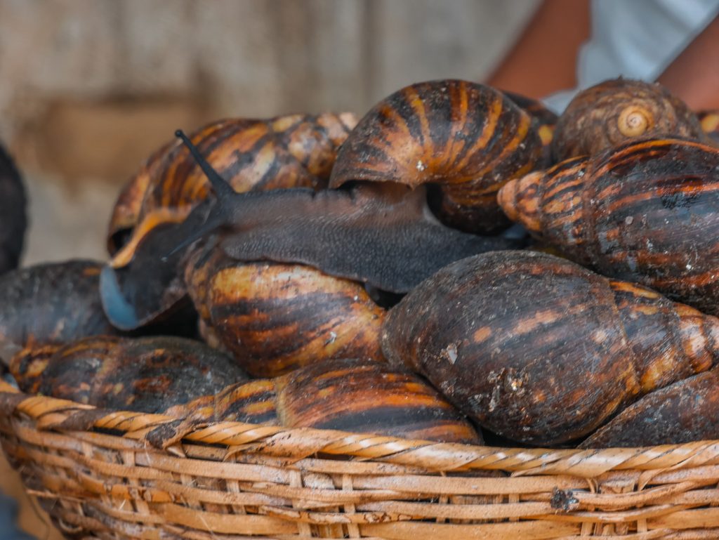 Snails from Epe Fish Market