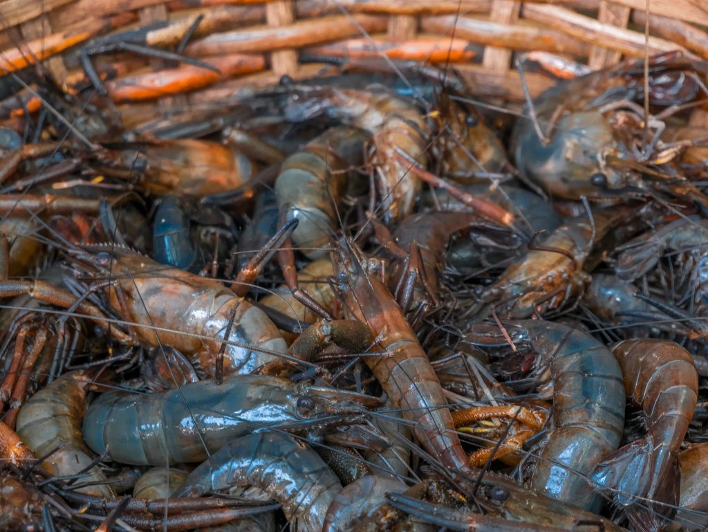 Prawns from Epe fish market