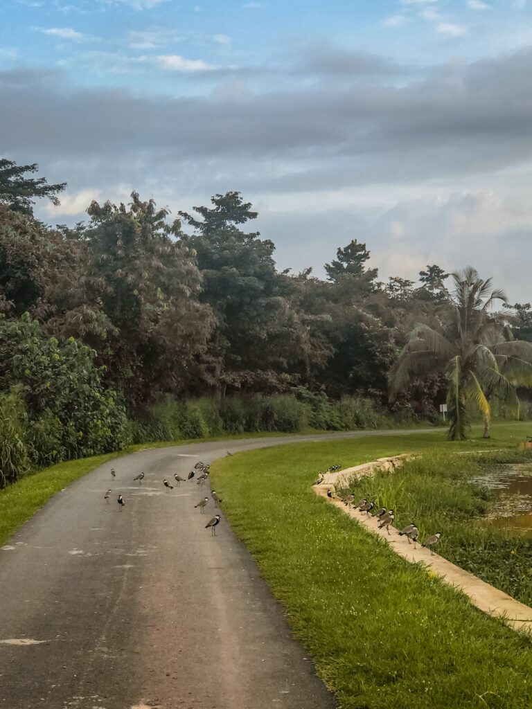 Landscape at IITA Ibadan