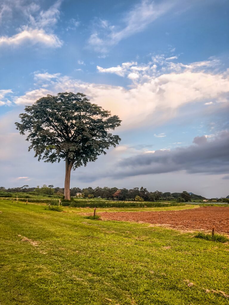 Landscape at IITA Ibadan