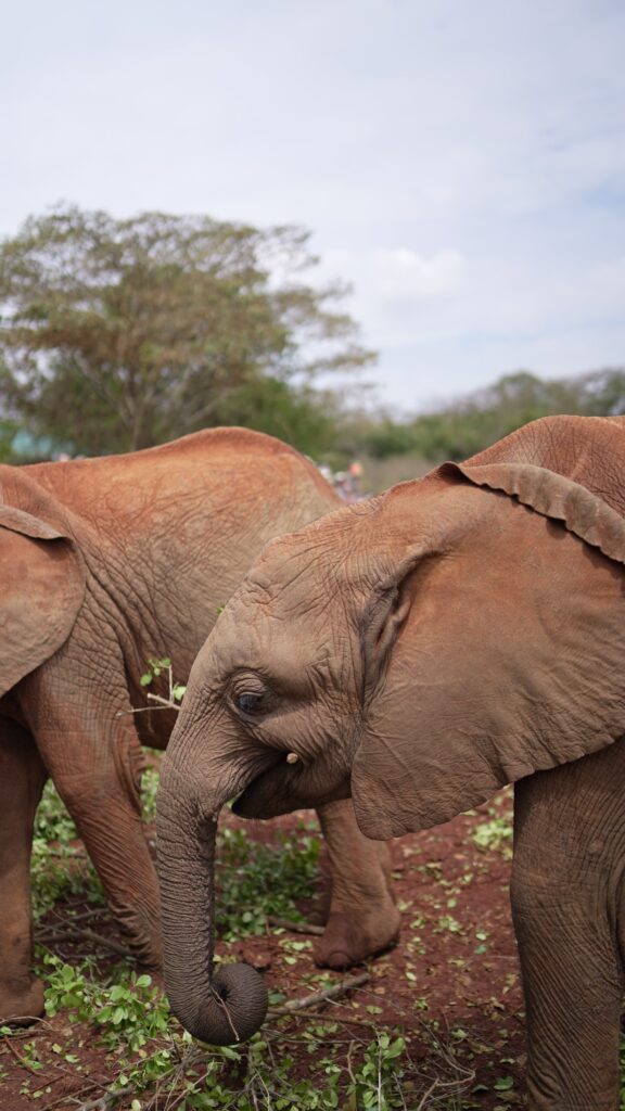 Visit David Sheldrick Elephant Orphanage