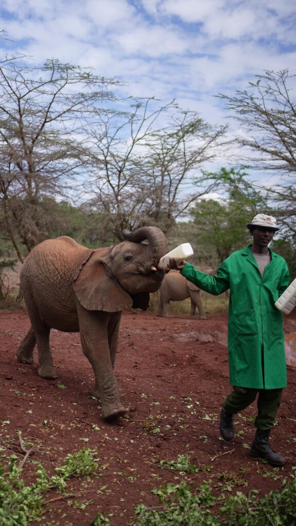 David Sheldrick Elephant Orphanage 