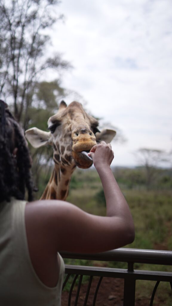 Nairobi's Giraffe Centre
