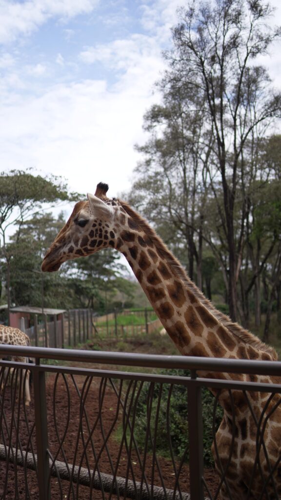 Giraffe's in Nairobi, Kenya