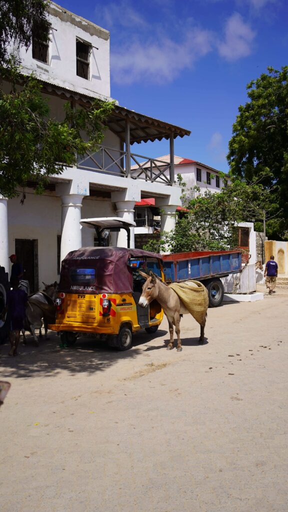 donkeys on the street in lamu old town