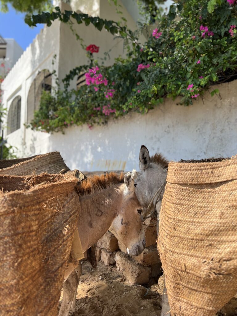 Donkey's in Lamu Kenya