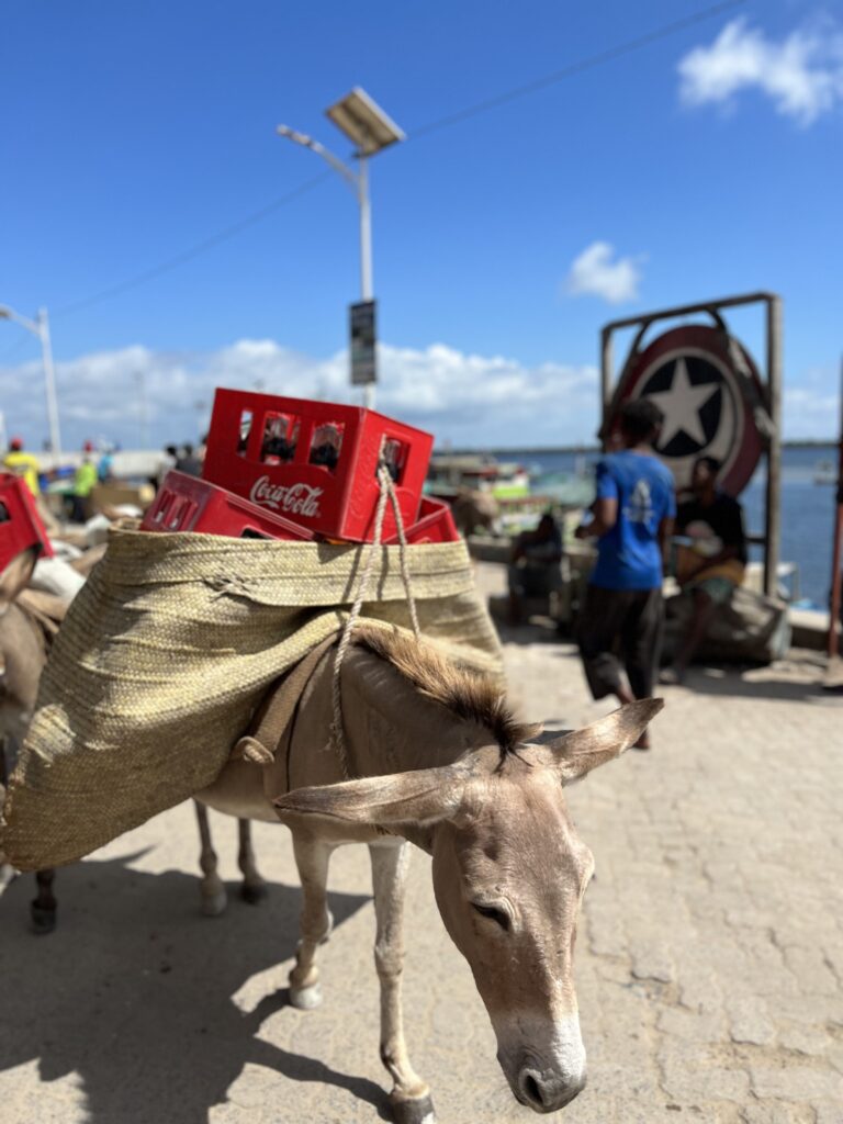 Donkey's used to transport heavy items in Lamu
