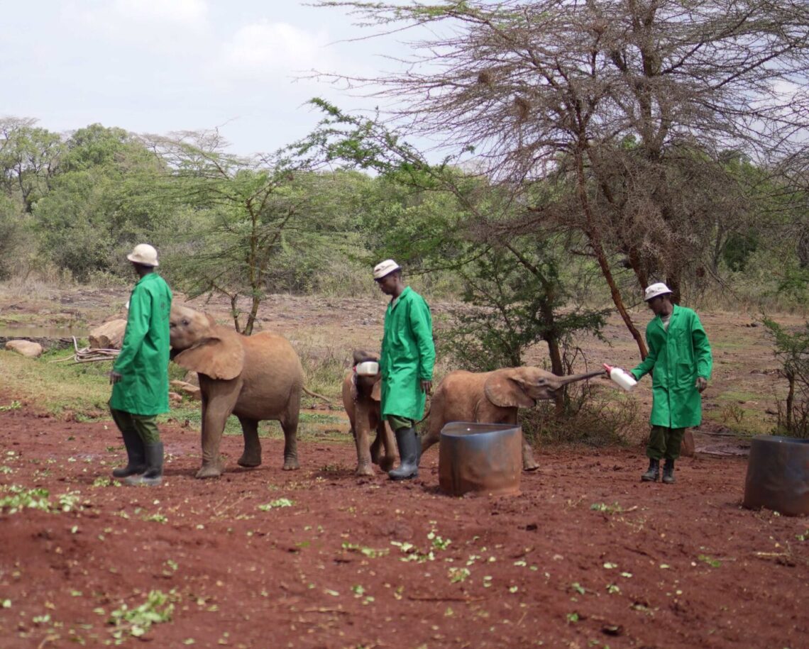 How to spend a day in Nairobi - David Sheldrick Orphanage