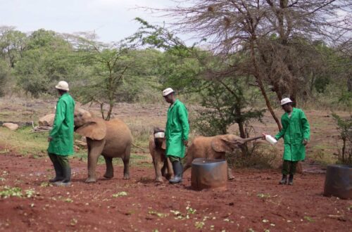 How to spend a day in Nairobi - David Sheldrick Orphanage