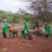 How to spend a day in Nairobi - David Sheldrick Orphanage