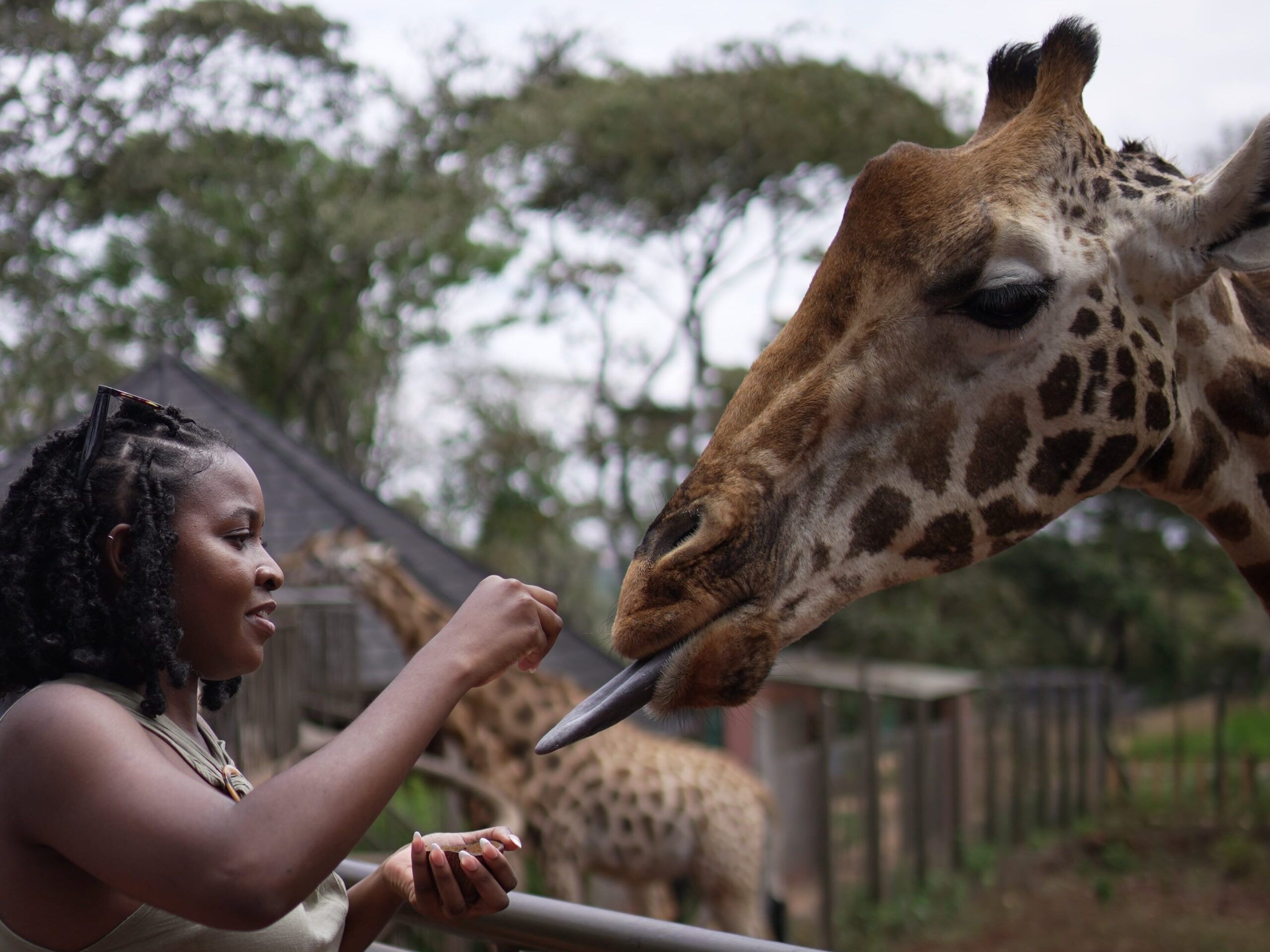 Giraffe Centre, Nairobi