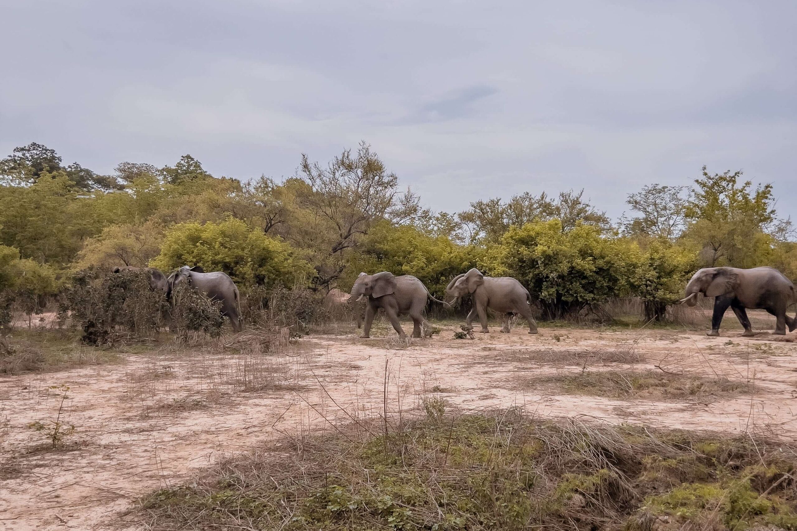things to see and do in Ghana - african savannah elephants in Mole National Park