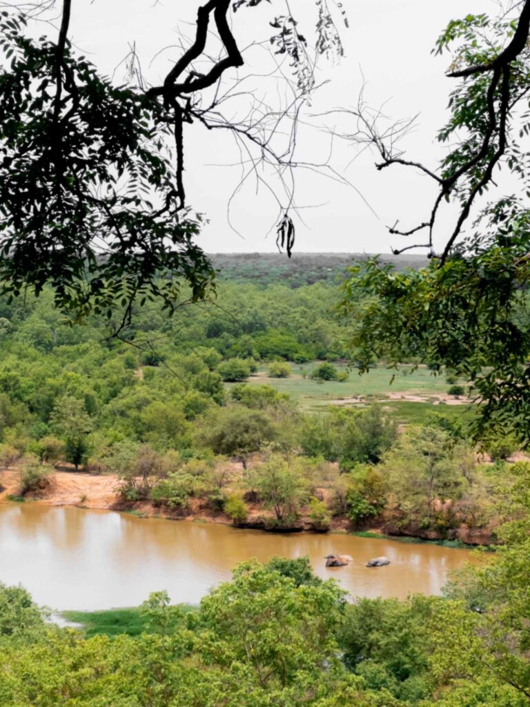 African Savvanah Elephants in Mole National park, Ghana