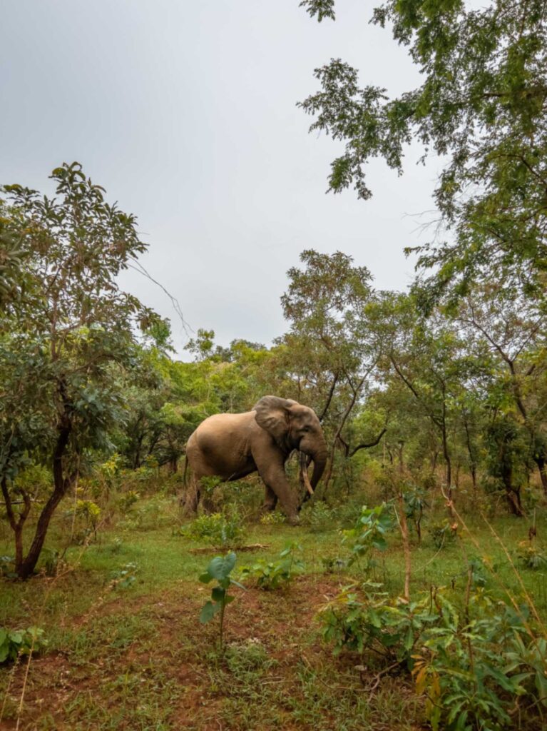 first elephant sighting in Mole national park ghana