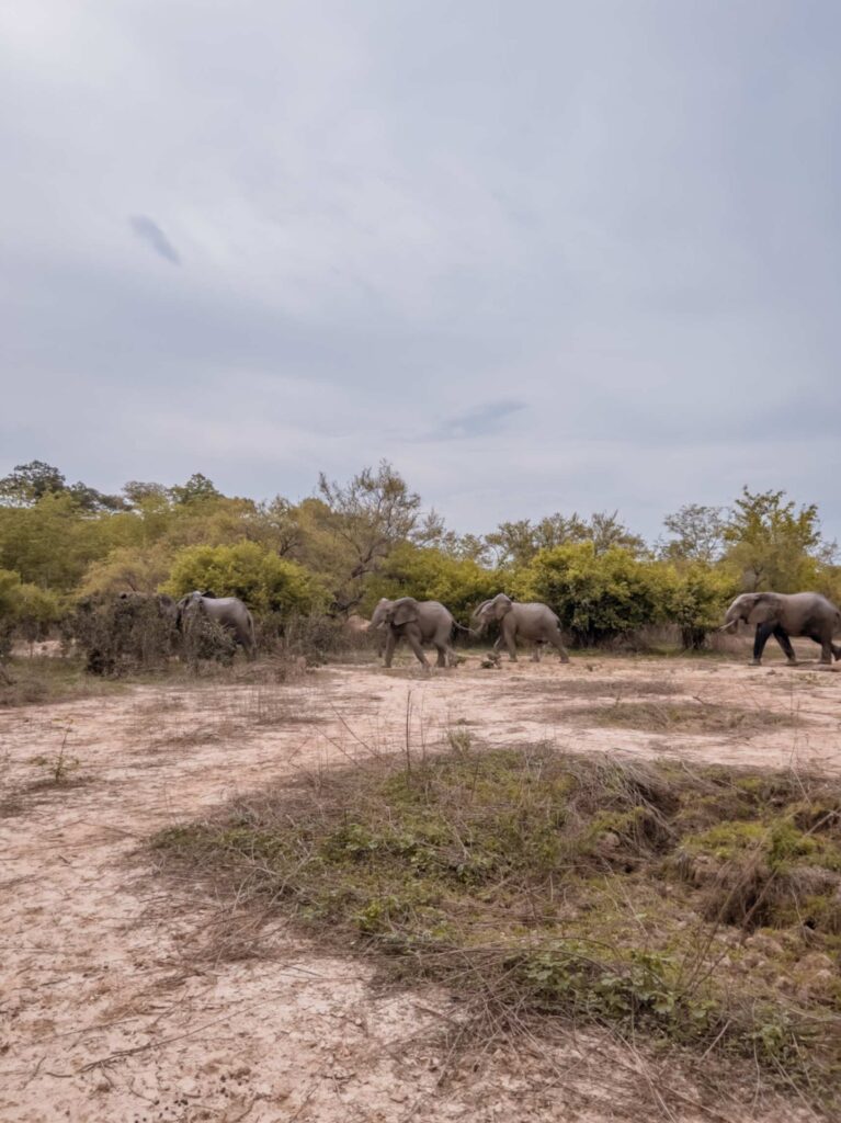 group of teenage elephants in mole national national park Ghana