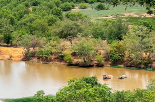 Mole National Park Northern Ghana