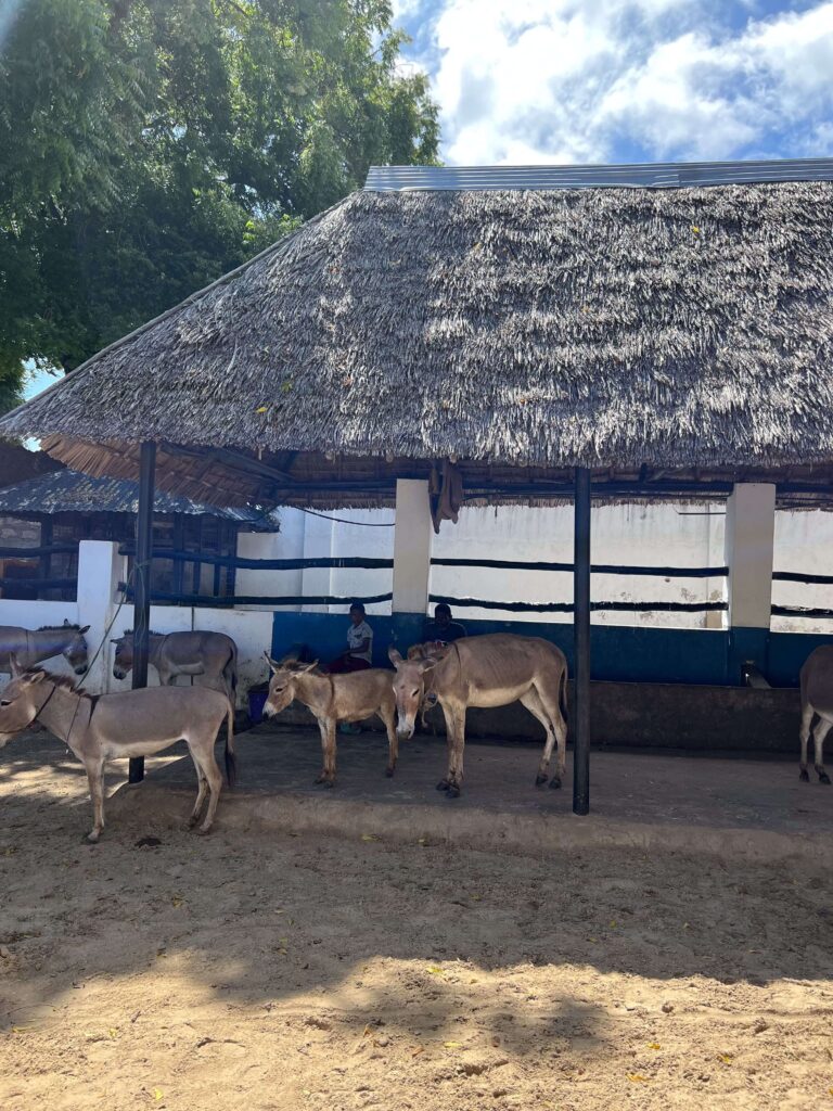 donkey hotel lamu old town
