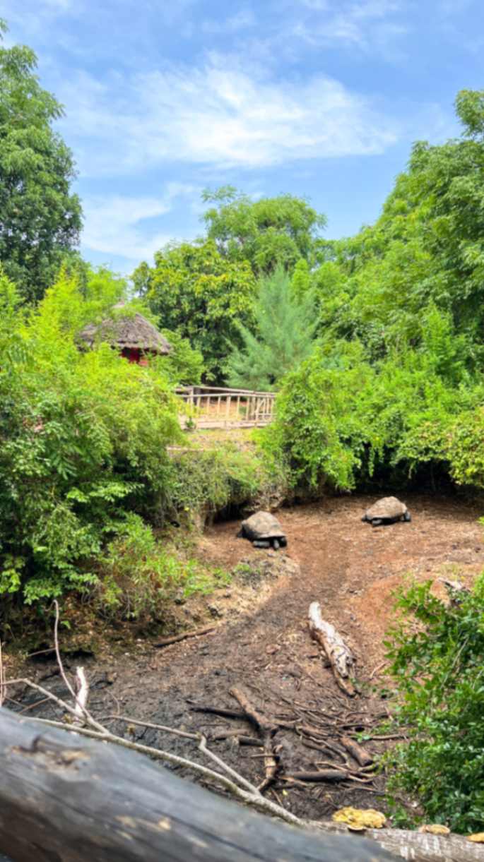 aldabra tortoises on prison island 