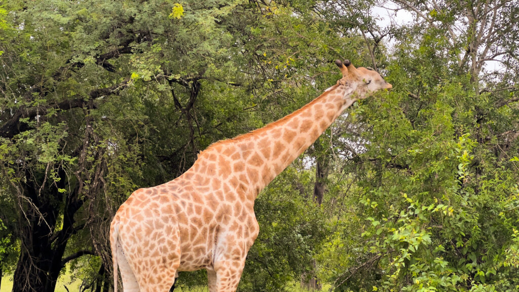 Bucket list things to do in Cape Town - full day safari